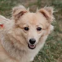 HALI, Mixed Breed (Fundacja Głosem Zwierząt)