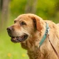 IKU, Mixed Breed (Fundacja Głosem Zwierząt)