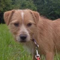 OMLET, Mixed Breed (Fundacja Głosem Zwierząt)