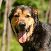 BUZIAK, Mixed Breed (Fundacja Głosem Zwierząt)