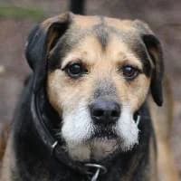 HUNTER, Mixed Breed (Fundacja Głosem Zwierząt)
