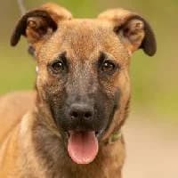 RONNI, Mixed Breed (Fundacja Głosem Zwierząt)