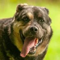 SANTOS, Mixed Breed (Fundacja Głosem Zwierząt)