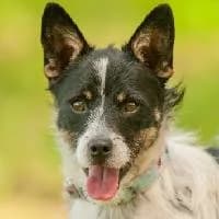 JAŚMINEK, Mixed Breed (Fundacja Głosem Zwierząt)