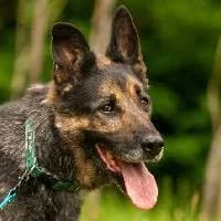 BAJ, Mixed Breed (Fundacja Głosem Zwierząt)