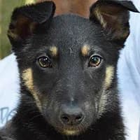 MELON, Mixed Breed (Fundacja Głosem Zwierząt)