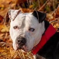 ZEUS, Mixed Breed (Fundacja Głosem Zwierząt)