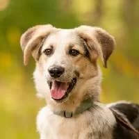 FRISCO, Mixed Breed (Fundacja Głosem Zwierząt)