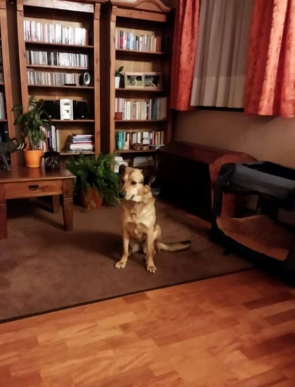 LIMCIA, Mixed Breed (Fundacja Głosem Zwierząt)