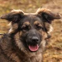 CARLI, Mixed Breed (Fundacja Głosem Zwierząt)