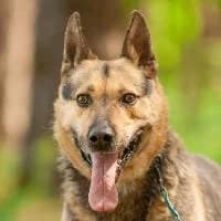 BILO, Mixed Breed (Fundacja Głosem Zwierząt)