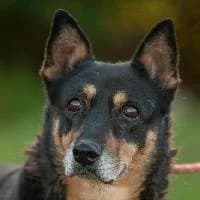 TALI, Mixed Breed (Fundacja Głosem Zwierząt)