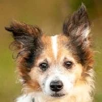 TUTI, Mixed Breed (Fundacja Głosem Zwierząt)
