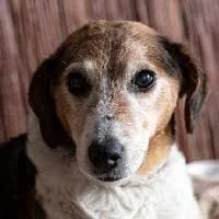 STEFCIA, Mixed Breed (Fundacja Głosem Zwierząt)