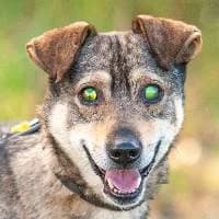 PINO, Mixed Breed (Fundacja Głosem Zwierząt)