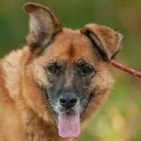 SANA, Mixed Breed (Fundacja Głosem Zwierząt)