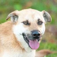BLUES, Mixed Breed (Fundacja Głosem Zwierząt)