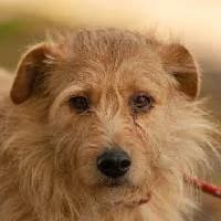 DŻEMIK, Mixed Breed (Fundacja Głosem Zwierząt)