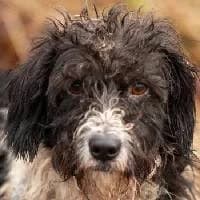 MARCYŚ, Mixed Breed (Fundacja Głosem Zwierząt)