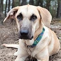 NAJA, Mixed Breed (Fundacja Głosem Zwierząt)