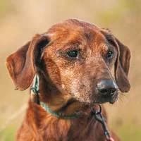 MOMO, Mixed Breed (Fundacja Głosem Zwierząt)
