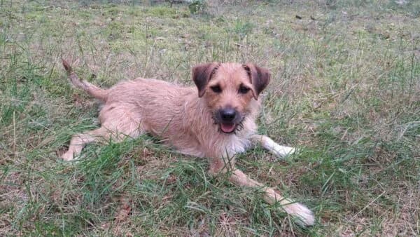 SATI, Mixed Breed (Fundacja Głosem Zwierząt)