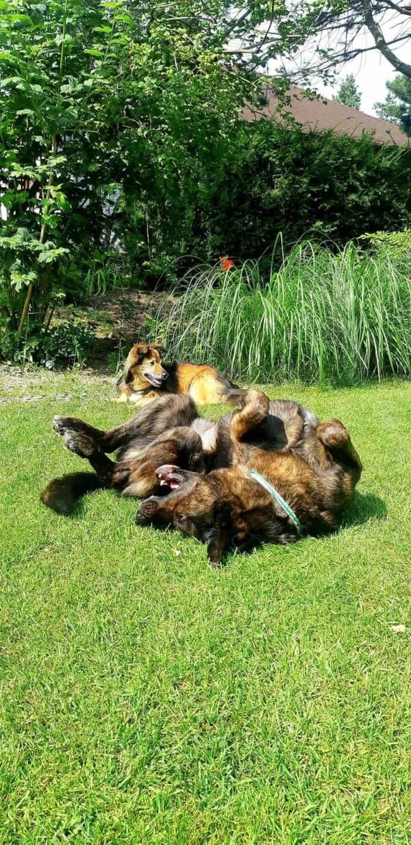 FALKO, Mixed Breed (Fundacja Głosem Zwierząt)