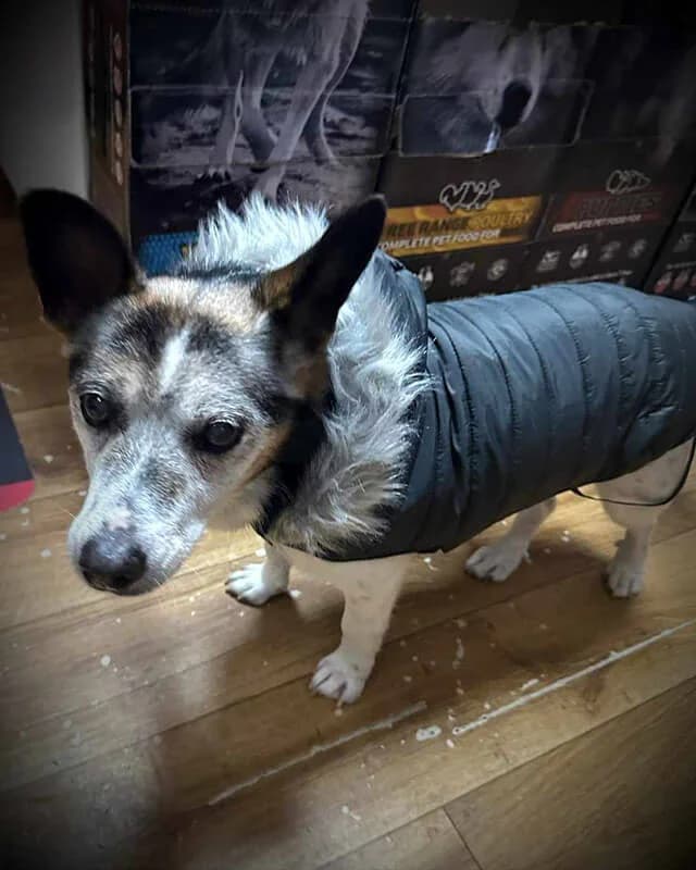 FILIPEK, Mixed Breed (Fundacja Głosem Zwierząt)