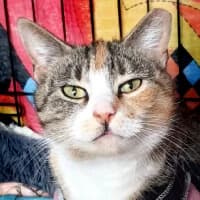 TERESA, Mixed Breed (Fundacja Głosem Zwierząt)