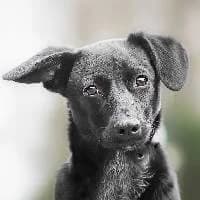 LATI, Mixed Breed (Fundacja Głosem Zwierząt)