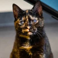 STELLA, Mixed Breed (Fundacja Głosem Zwierząt)