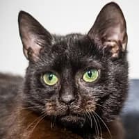 VENTI, Mixed Breed (Fundacja Głosem Zwierząt)