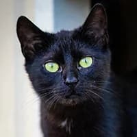 KALA, Mixed Breed (Fundacja Głosem Zwierząt)