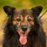 KORALIK, Mixed Breed (Fundacja Głosem Zwierząt)