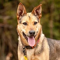 ISLA, Mixed Breed (Fundacja Głosem Zwierząt)