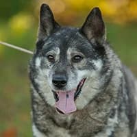 DUCH, Mixed Breed (Fundacja Głosem Zwierząt)