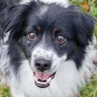 FIGARO, Mixed Breed (Fundacja Głosem Zwierząt)