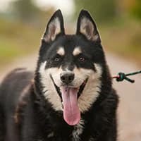 NUK, Mixed Breed (Fundacja Głosem Zwierząt)