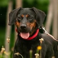 TIMOR, Mixed Breed (Fundacja Głosem Zwierząt)