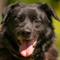 BALI, Mixed Breed (Fundacja Głosem Zwierząt)