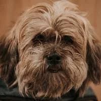 BUNIA, Mixed Breed (Fundacja Głosem Zwierząt)