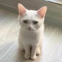 OLAF, Mixed Breed (Fundacja Głosem Zwierząt)