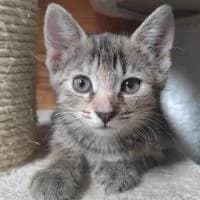 HERMINA, Mixed Breed (Fundacja Głosem Zwierząt)
