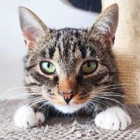 MIAUCIA, Mixed Breed (Fundacja Głosem Zwierząt)