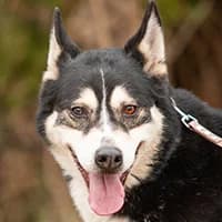 NESS, Mixed Breed (Fundacja Głosem Zwierząt)