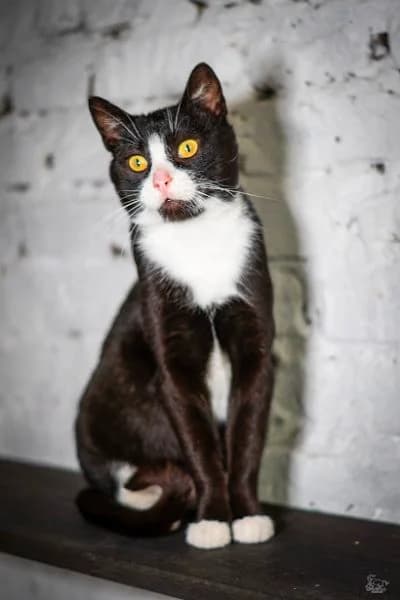 ELMO, Mixed Breed (Fundacja Głosem Zwierząt)