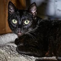 ERNIE, Mixed Breed (Fundacja Głosem Zwierząt)