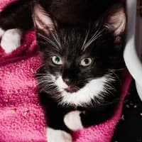 Cheetos, Mixed Breed (Fundacja Głosem Zwierząt)