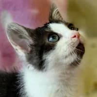 CZOSNEK, Mixed Breed (Fundacja Głosem Zwierząt)