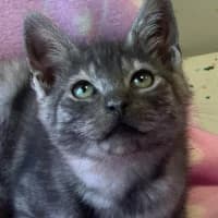 TYMIANEK, Mixed Breed (Fundacja Głosem Zwierząt)
